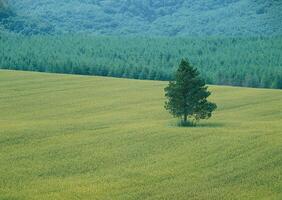 a lone tree in a field of green grass photo