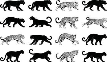 illustration featuring multiple black panthers and jaguars in various poses creating a design for wildlife or animal-themed projects and graphics. vector