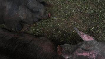 Several large, well-nourished pigs are lying lazily next to each other on a bed of hay in the barn. Top view. video