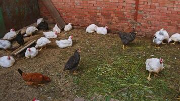A panoramic view of the rustic chicken coop in the barn. video