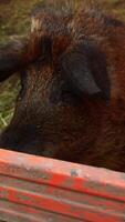A close-up of the snout of a furry piglet trapped behind a fence in a pig sty, as it sniffs and grunts inquisitively. Vertical. video