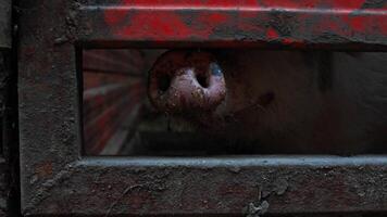 A small spotted piglet, raised on a farm for slaughter, sniffs with interest and pokes its nose through the gap in the fence. Close up. video