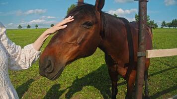 The brown horse sniffed with interest as tourists who had arrived at the stud farm stroked its muzzle. Close up. video
