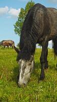 A close-up of a large black horse, with its head down to the ground, as it forages in a meadow on a summer's day. Vertical. video