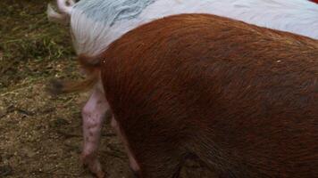 A brown-furred piglet is wagging his hooked tail in a pen with other little piglets on the farm. video