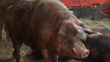 A great, lazy, shaggy pig is looking for something to chew on while walking around the pen with the other pigs. video