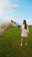 A beautiful young tourist woman is feeding a white horse with grass from her hand while standing in the middle of a green field in the summer. She is wearing a white dress. video