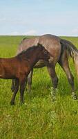 A young foal is grazing in a lush green field, covered with thick grass. It stays close to its mother, never straying too far. Vertical. video