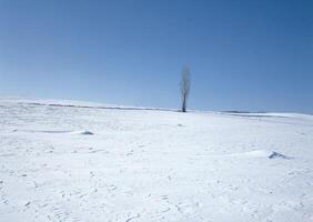 a lone tree in the snow on a sunny day photo