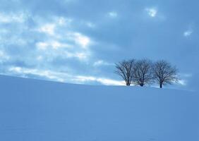 two trees stand alone in the snow photo