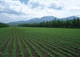 a field of green grass, green photo