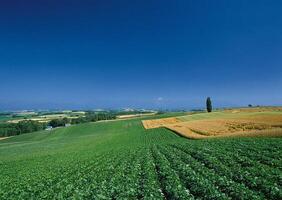 a field of green crops with a blue sky in the background photo
