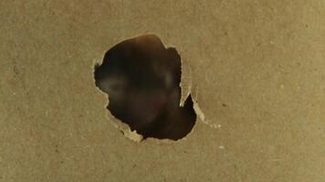Inquisitive hamster peeking through hole in brown cardboard with changing expressions video