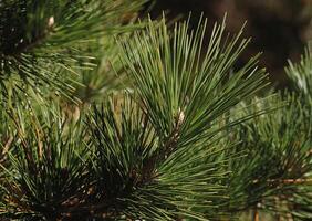 a close up of a pine tree with a bird on it photo