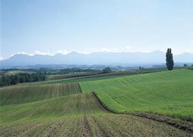 a field with a tree and a field with mountains in the background photo