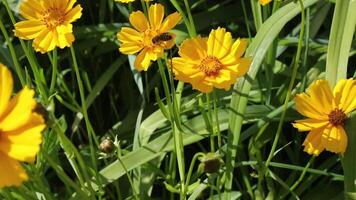 Bee flying between yellow flowers collecting nectar in garden video