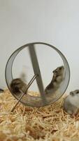 Djungarian hamster maintaining balance in spinning metal exercise wheel. Part 4 of 4 video