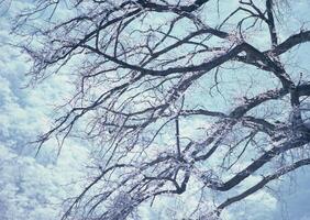 a tree with snow on it in front of a blue sky photo