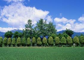 a row of trees in a field photo