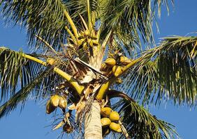 a coconut tree with many coconuts on it photo