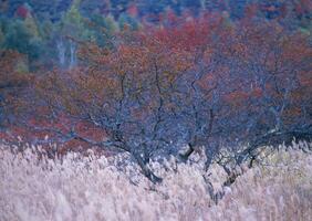 a lone tree in a field with autumn colors photo