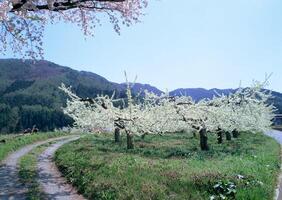 a path that is lined with trees photo