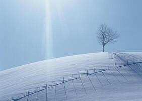 a lone tree stands on a snowy hill photo