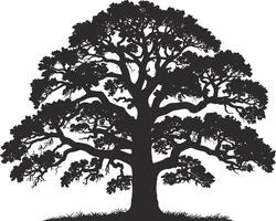 Silhouette of a majestic oak tree with detailed branches and foliage against a white background vector