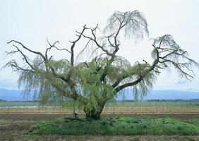 a large tree with no leaves in a field photo