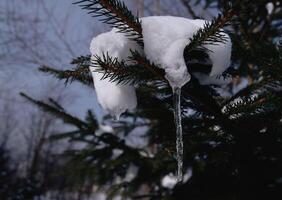 a frozen icicle hanging from a tree branch photo