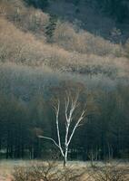 a lone tree in a field with a mountain in the background photo
