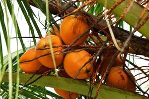 Fresh orange coconuts growing on palm tree West Java photo