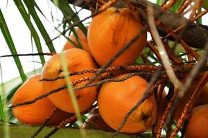 Fresh orange coconuts on palm tree in West Java photo