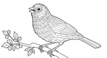 Beautiful Canary Bird Singing Perched on a Branch Detailed Adult Coloring Page vector