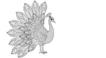 Beautiful Peacock Displaying Elegant Tail Feathers Realistic Adult Coloring Page vector