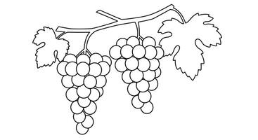 Bunch of Grapes Simple Outline Drawing Ideal for Children Coloring Book Activity vector