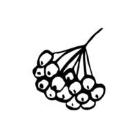 Simple hand-drawn drawing in black outline. Rowan berries, branch with fruits isolated on white background. Element of nature, for prints, labels, packaging. vector