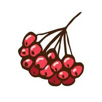 Red rowan berries on a branch isolated on white background. For prints, stickers, autumn winter decor. Hand-drawn simple drawing. vector
