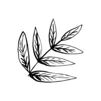 Simple hand-drawn drawing in black outline. Branch with rowan leaves isolated on white background. Element of nature. vector