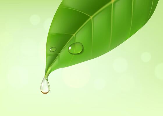 Green leaf with essential oil drop or water splash