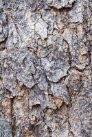 Cracked tree bark showing intricate patterns and textures photo