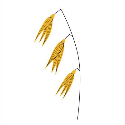 Oat plant. Coloured sketch with oats ear, seeds, cereal. Isolated on a white background. Agriculture and growing crops. Design element. Food, organic production, harvest cereal.