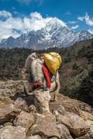 Domestic white Yak can found on the way to Everest base camp in Nepal. photo