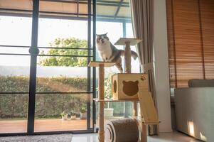 Cute crossbreed Persian cat stay on a wooden cat tree in human house. photo