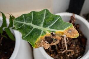Alocasia amazonica Polly plants with leaf blight disease. photo