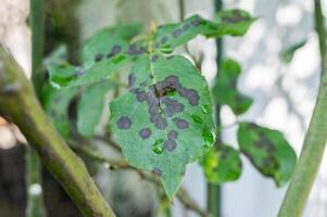 Black spot on rose leaves. Black spot is a fungal disease that affects roses. photo