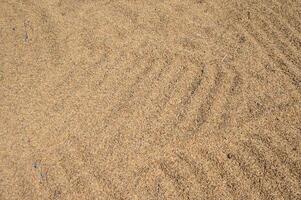 Full frame shot of rice paddy drying in the sun after harvesting. photo