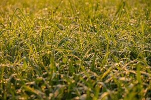 Dew drop on rice paddy field in the morning. photo