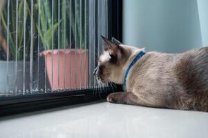 A Siamese cat looking through window while waiting owner. photo