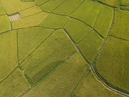 High angle view of rice paddy field in Pua district a significant maize-growing area in Nan province of Thailand. photo